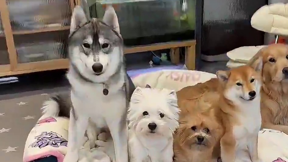 五狗：我妈在干嘛？？ #百万运镜狗狗版 #狗狗 #水灵灵的小狗