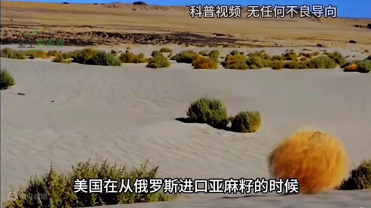 风滚草在北美泛滥成灾，堵路淹屋无恶不作，为何到了我国却怂了？