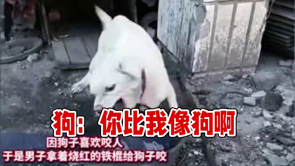 狗:你比我像狗啊#搞笑 #看一遍笑一遍 #专治不开心