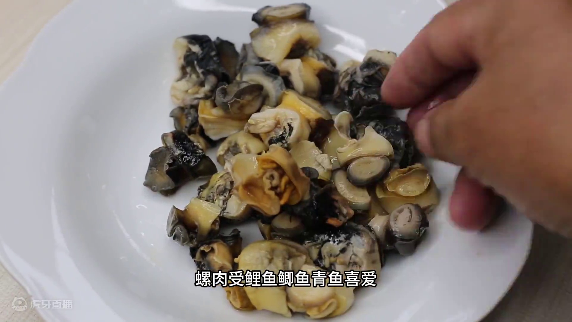 神级鱼饵秘籍！螺肉深加工后，诱鱼无敌，狂拉大板鲫！ 神级鱼饵秘籍！螺肉深加工后，诱鱼无敌，狂拉大板鲫