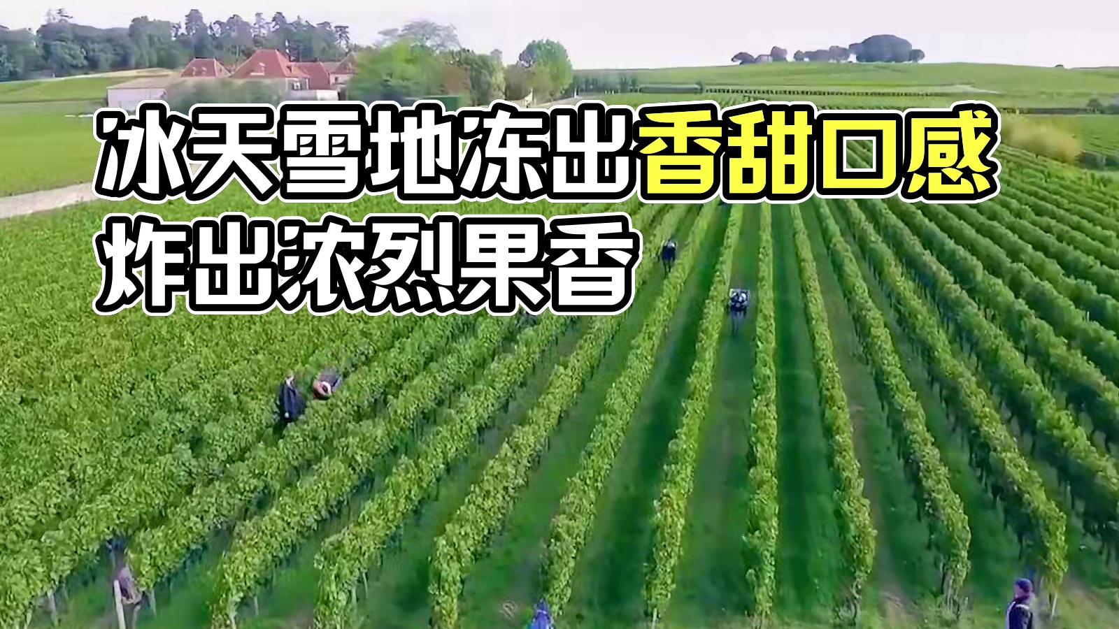 用冬天挂在枝头的冻葡萄制作成的冰葡萄汁你喝过吗？#冰葡萄汁 #冻葡萄 #涨知识
