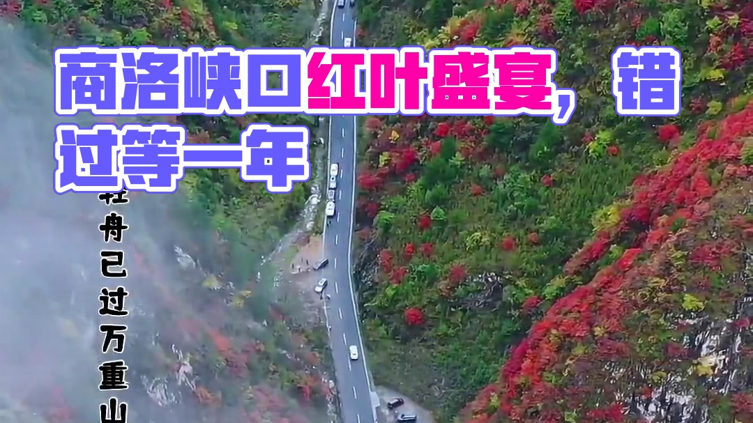 目前商洛峡口的红叶已经进入最佳观赏期，全部红了，错过再等一年！所有的文案在此刻都黯然失色，因为眼前这