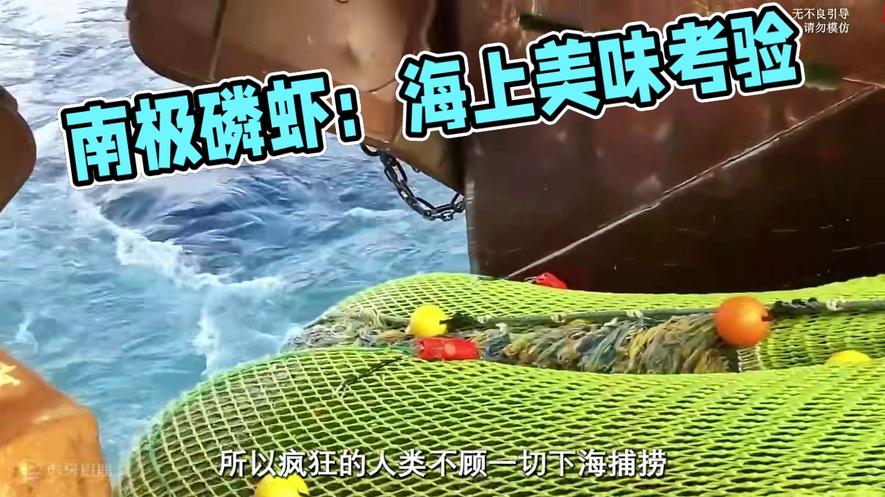 第一次被这样的小家伙给震撼到#南极磷虾 #磷虾 #虾皮 #虾肉 #双11寻找吃痴的爱