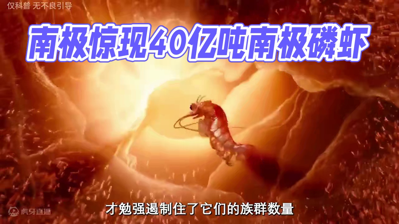 真没想到在南极的冰层下还有这样一个物种#南极磷虾 #磷虾 #虾皮 #虾肉
