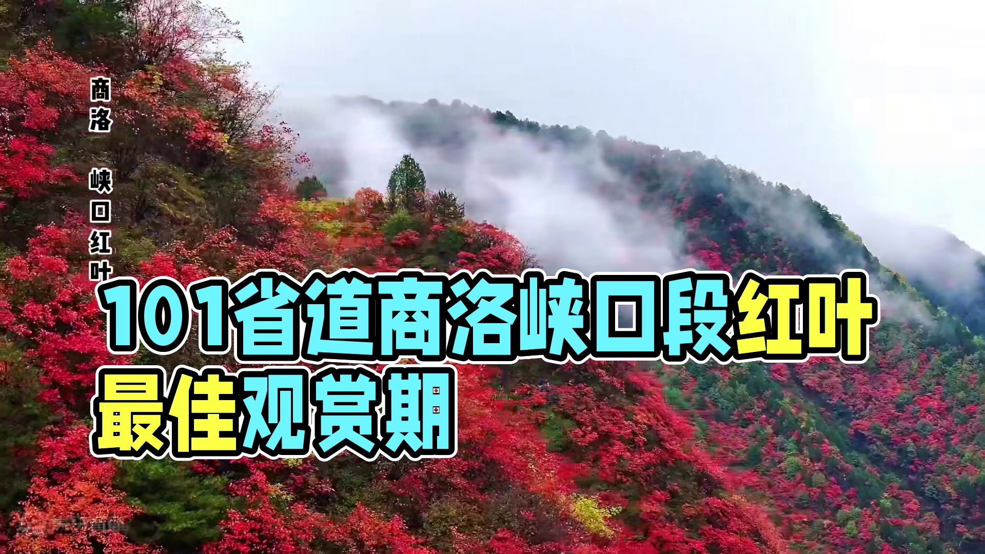 最新拍摄101省道商洛峡口段红叶，目前已经进入最佳观赏期，预计再过10天左右开始衰败，错过再等一年 