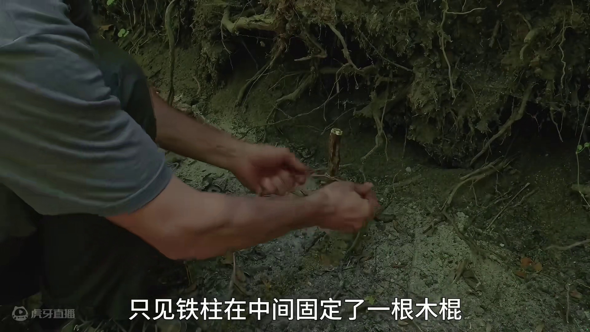 男人为了躲避野猪在倒塌的大树下搭建庇护所，并且摘到十几斤昂贵的牛肝菌  (1)