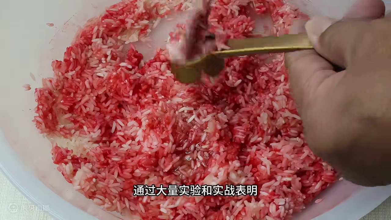 揭秘神秘物质泡制酒米，让酒米华丽变身，冬季钓鱼无敌手 揭秘神秘物质泡制酒米，让酒米华丽变身，冬季钓鱼