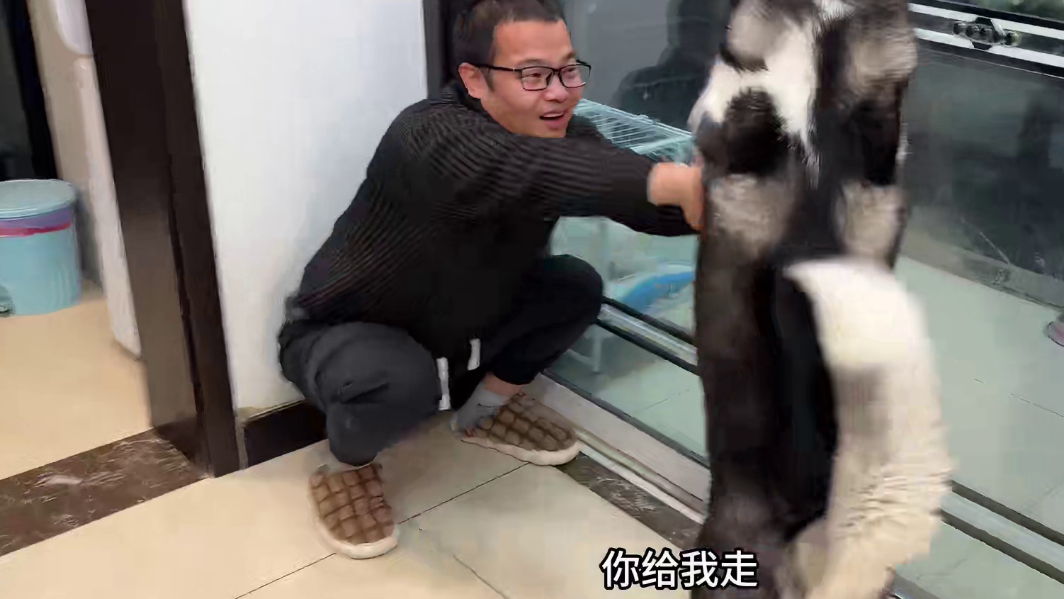 二哈看到科尔鸭会是啥反应？场面彻底失控，娶媳妇都没这么激动过 #萌宠出道计划 #二