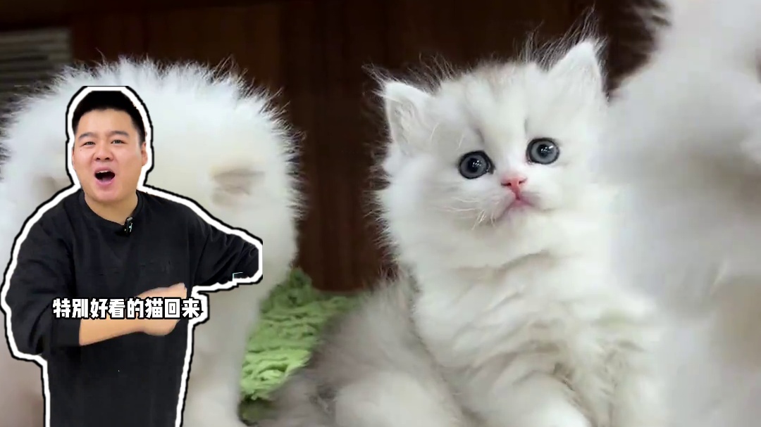 屏幕面前的姨姨们你们喜欢吗？#壮实说猫 #金渐层拿破仑 #金点拿破仑