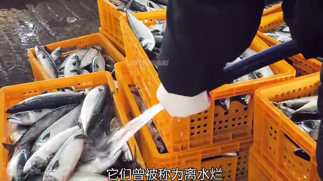 这种叫做离水烂的鱼你吃过吗？