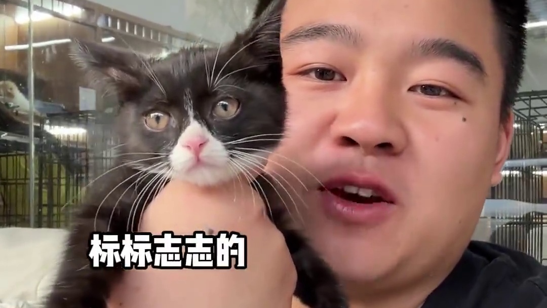 它还挺聪明知道跑到我这里 来让我给它找家长~#壮实说猫 #流浪猫