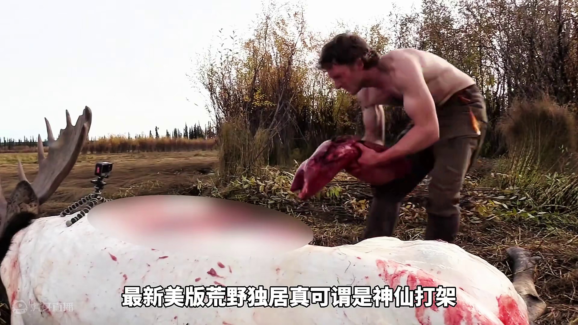 十人求生争夺五十万美金，有人猎杀千斤驼鹿，有人松鸡狗鱼抓到手软#荒野独居 #荒野求生 #野外生存