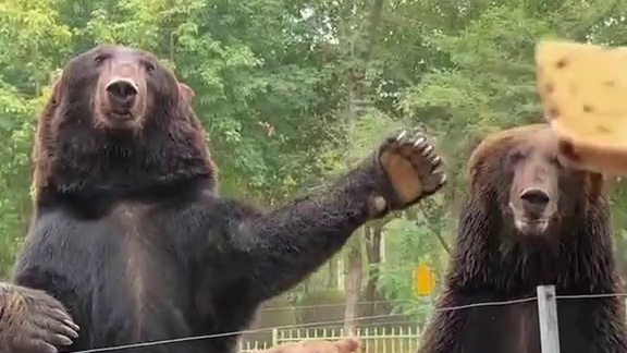 熊大你干啥呢？打车呢 #萌宠出道计划 #动物的迷惑行为 #动物成精系列 #热点