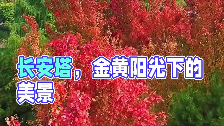 秋天的长安塔，被火红和金黄环绕，阳光洒下，塔身闪耀着温暖的光。漫步在塔下，脚下是沙沙作响的落叶，抬头