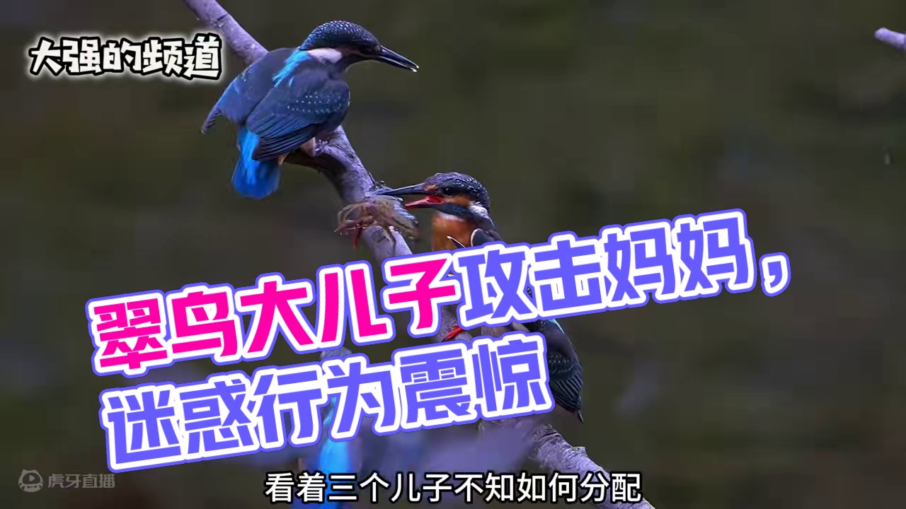 为了食物，翠鸟儿子竟然攻击妈妈#动物的迷惑行为 #神奇动物#动物鸟世界