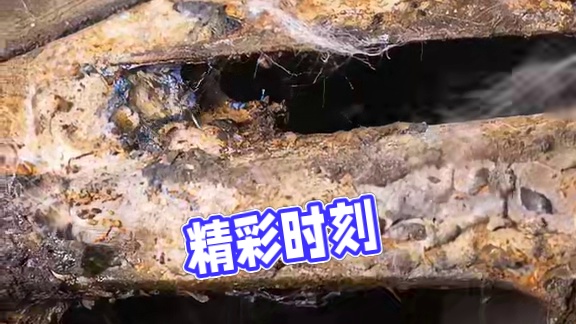 #我的世界 #Minecraft