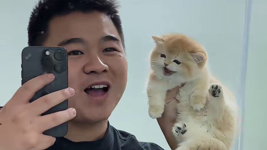 这猫除了贵 真挑不出来别的毛病！#壮实说猫 #金渐层