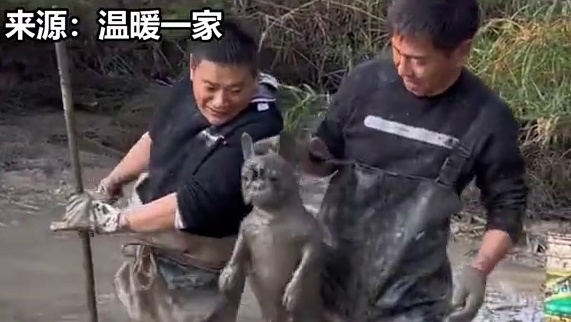 新品种狗鱼 #动物的迷惑行为 #动物趣事 #搞笑 #热点