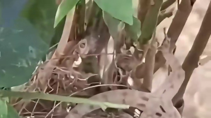 幼鳥吞蜥蜴，鳥媽媽回來了