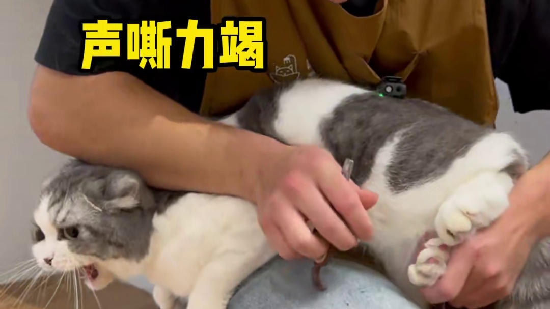 全国巡洗上海站！总裁的猫就是不一样啊！ #这些萌宠好物包抽象的  #全国巡洗 