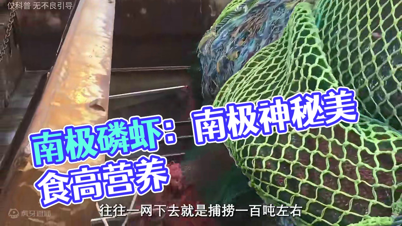 韭菜你肯定没少割，但这种来自神秘南极圈的韭菜你割过没！#科普 #磷虾 #南极磷虾 #好吃到停不下来