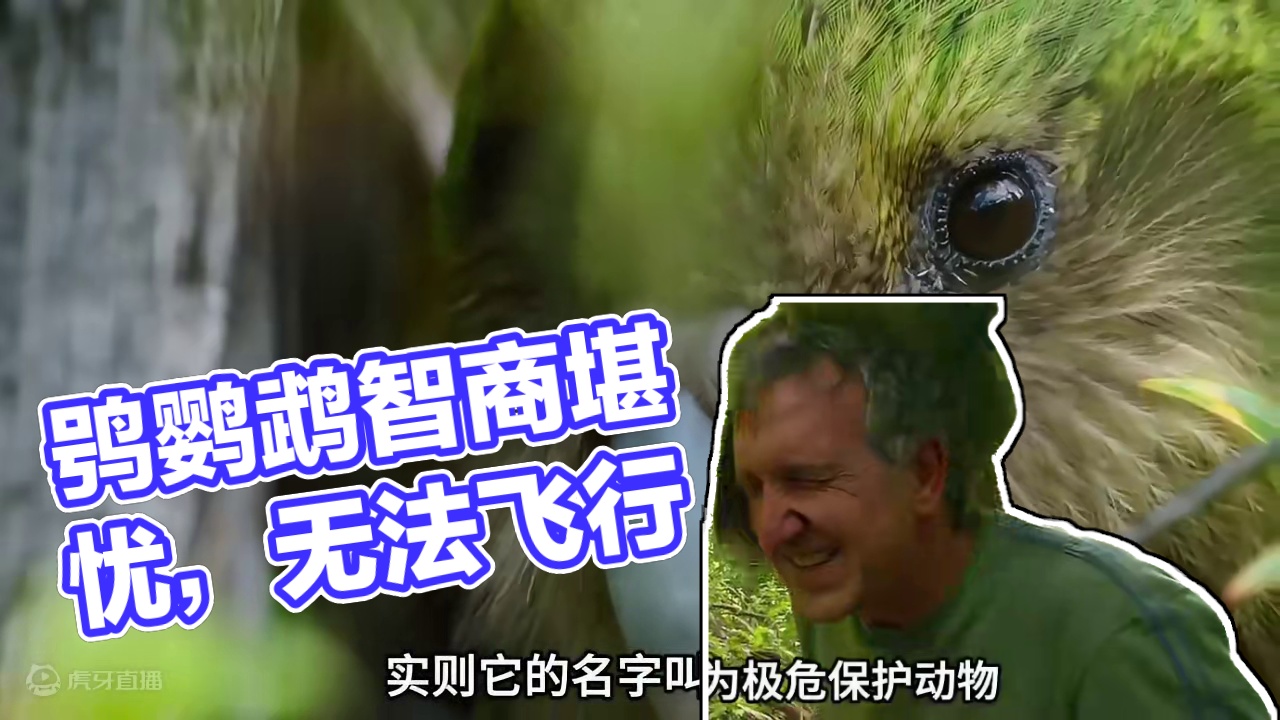 鸟界中的二哈：鸮鹦鹉，智商令人堪忧#动物世界 #动物解说