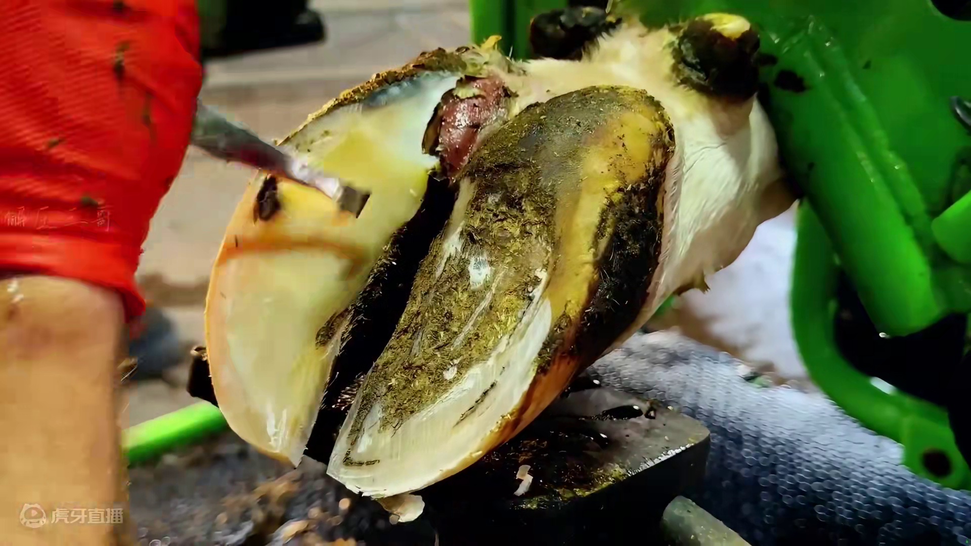 糟糕，剧烈的疼痛让牛牛是走也不会路了，四腿牛就快变成了三脚猫 #解压 #强迫症 #治愈系