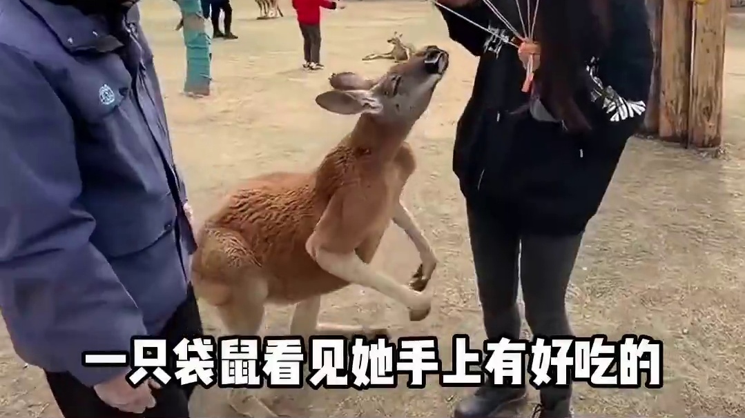 袋鼠：又说要有互动感？！ #动物园 #袋鼠 #距离感