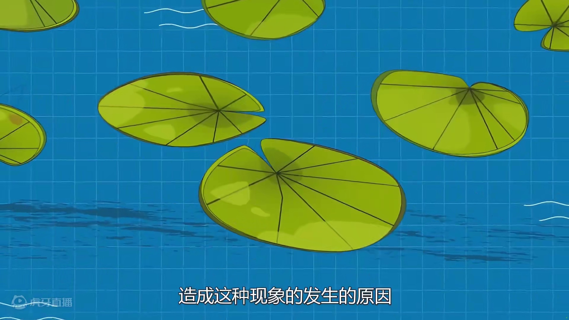 为什么荷叶“不沾水”？显微镜放大500倍观察，解开不沾水的秘密