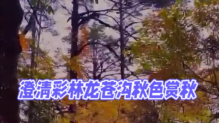 澄清贴！小伙伴们看彩林龙苍沟天生桥可冲 #红叶 #龙苍沟天生桥 #龙苍沟随便赏秋大会 #赏秋叶 #捡