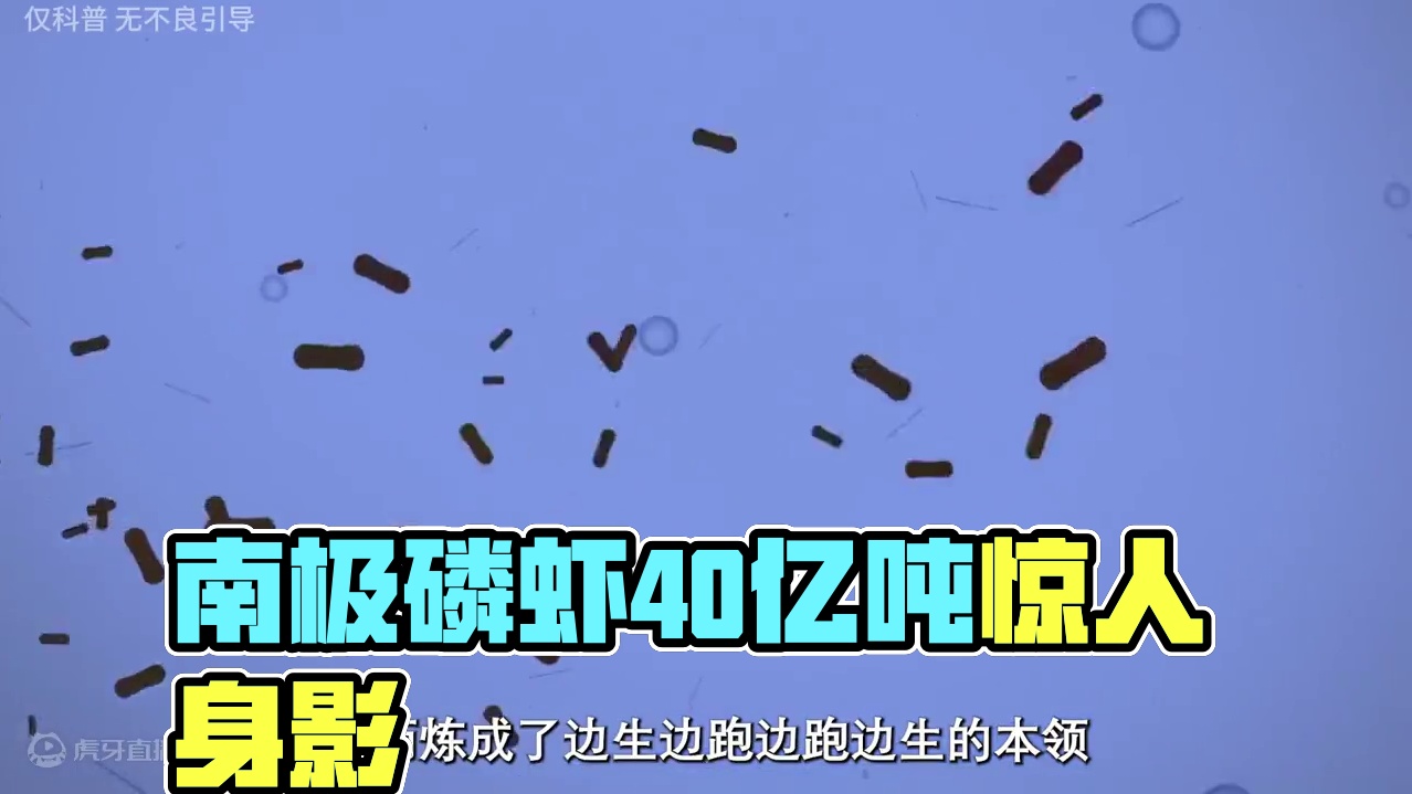 这种来自南极的韭菜大家吃过没？#科普 #磷虾 #南极磷虾 #双11寻味环游记 #好物推荐