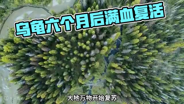 心脏停止跳动六个月的乌龟还能复活#动物世界 #动物解说 #乌龟