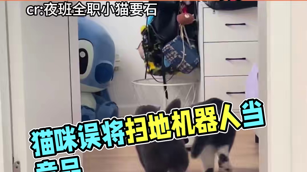原来猫咪一直把扫地机器人当竞品啊#猫咪 #万万没想到 #动物的迷惑行为 #猫 #宠物