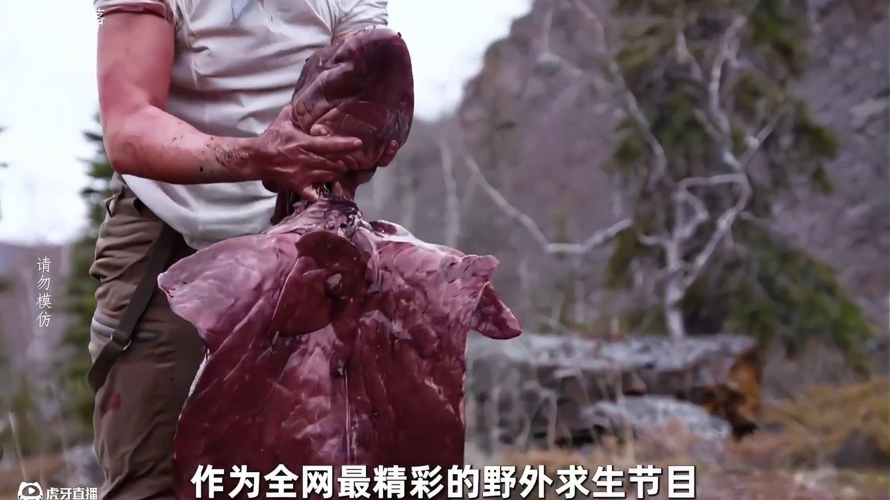 荒野独居澳洲版强势来袭，大佬捕获湖鳟采集浆果，搭建豪华庇护所 #野外生存 #荒野求生 #荒野独居 #