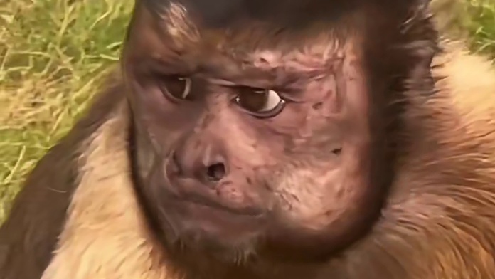 乍一看猴子这张脸，还真以为是人扮的。