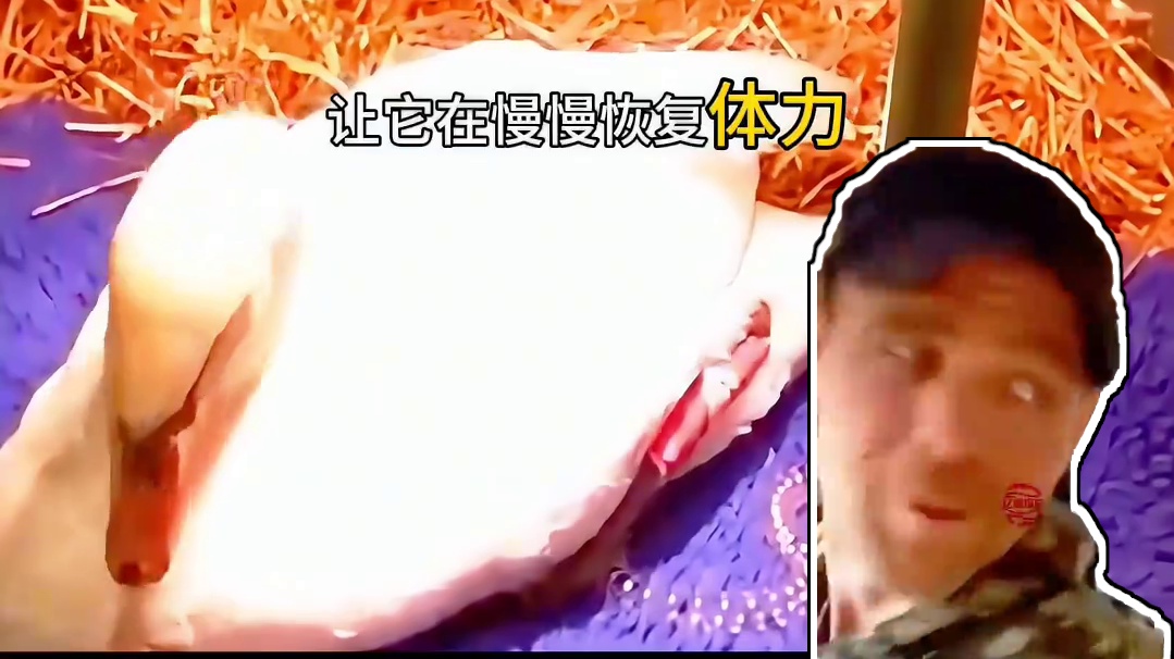 被卡栅栏的天鹅奄奄一息,获救后竟与大叔谱写不可思议的传奇情谊