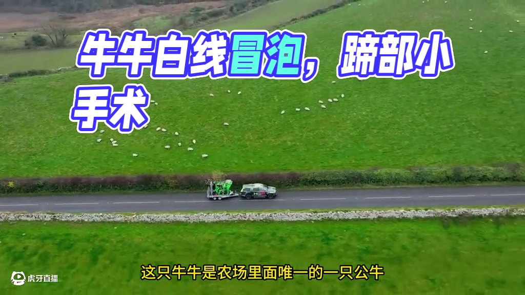 牛牛脚底的白线位置又冒起了小泡，这可是个不好的征兆#解压 #助眠 #修蹄 #强迫症 #治愈系