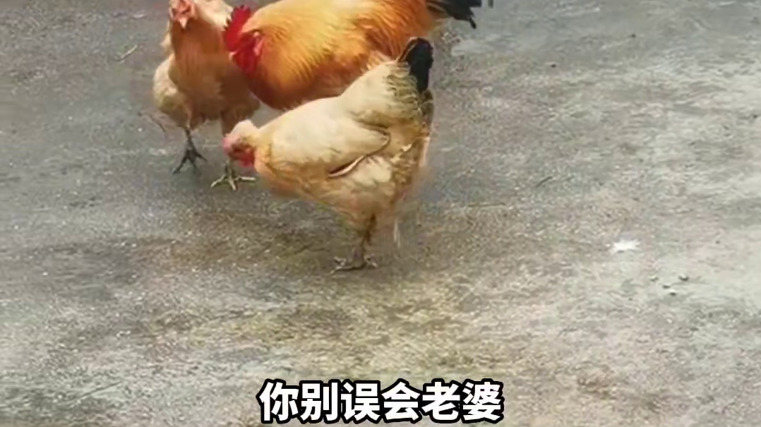 公鸡正在拈花惹草，不料母鸡来了。