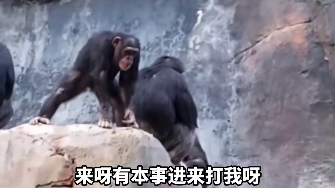 前一刻有多嘚瑟，下一秒就有多狼狈。