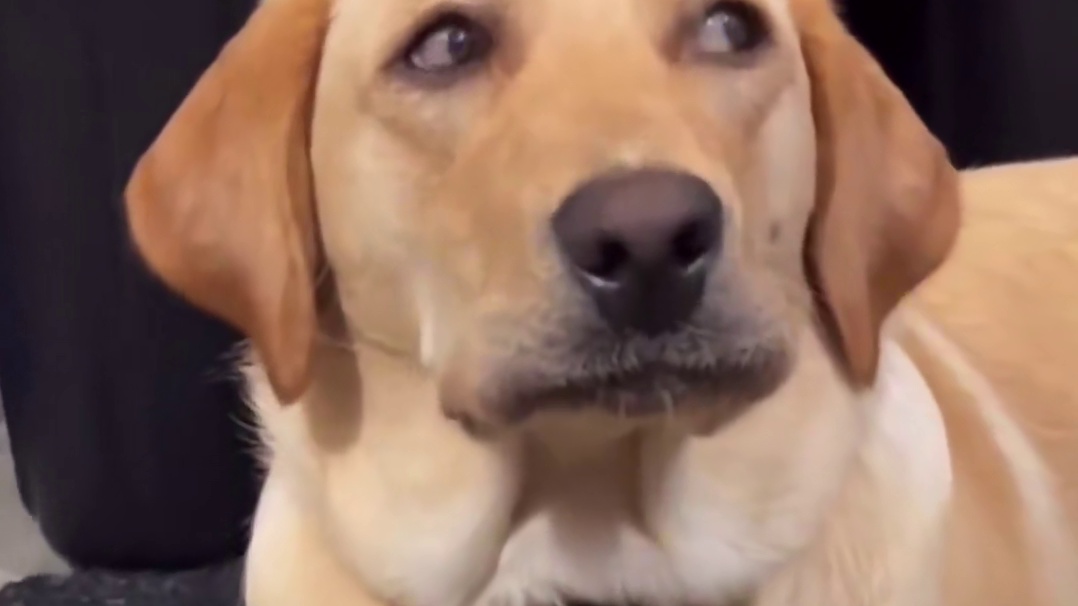 前一刻飞檐走壁，下一秒饮恨西北。