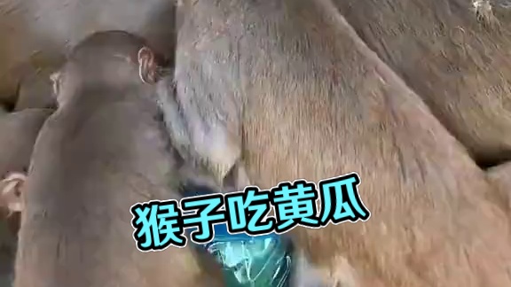 猴子吃黄瓜 #国外视频分享 #野生动物零距离 #猴子成精
