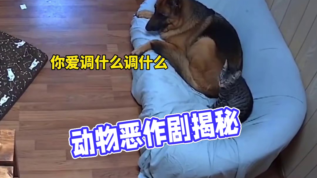 原来动物也会恶作剧啊。