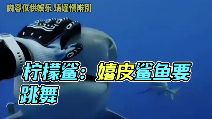 看来不能以貌取人在动物界也适用 #柠檬鲨  #神奇动物