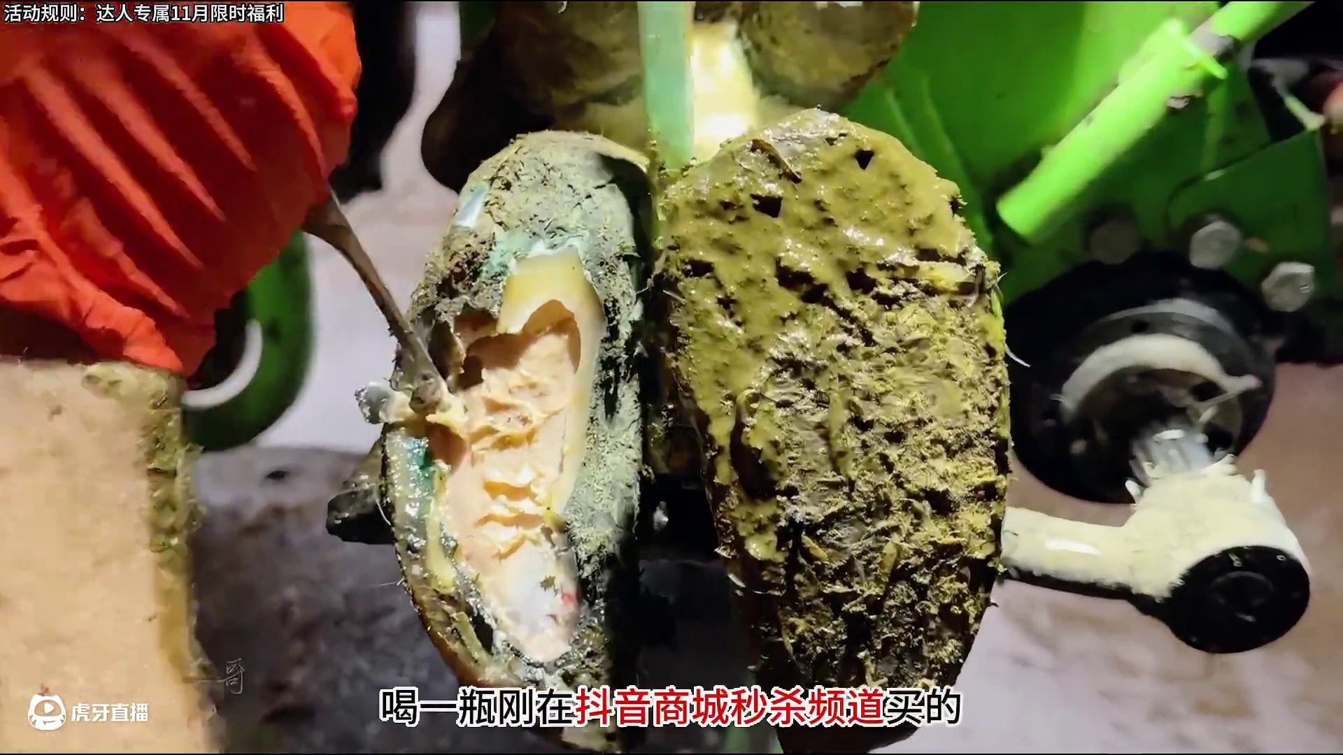 疼，真的很疼，牛牛脚踩大脓包#修蹄 #强迫症 #解压 #助眠 #治愈