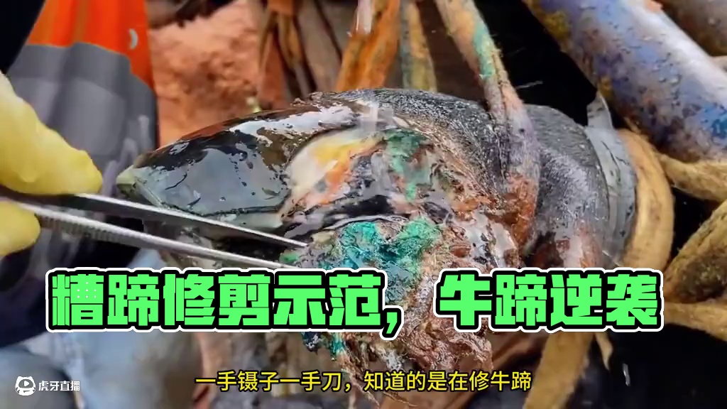 糟蹄一哥又一次遇到了棘手的牛蹄#修蹄 #强迫症 #极度舒适 #解压 #治愈