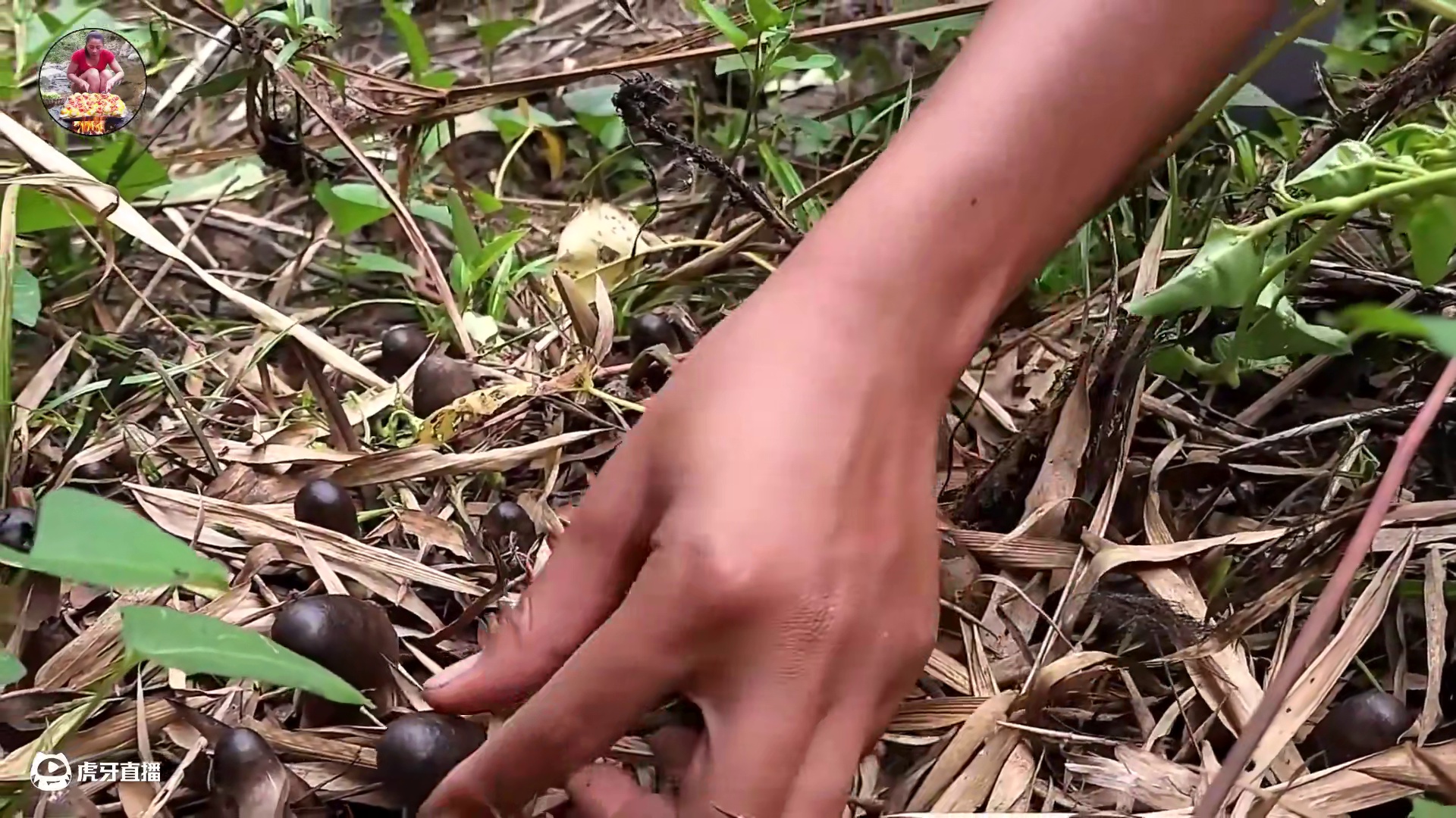 和猴子一起在森林里寻找食物，烹饪野生蘑菇植物作为食物 国外合法饲养#泰国主播吃美食视频 #野外生活纪
