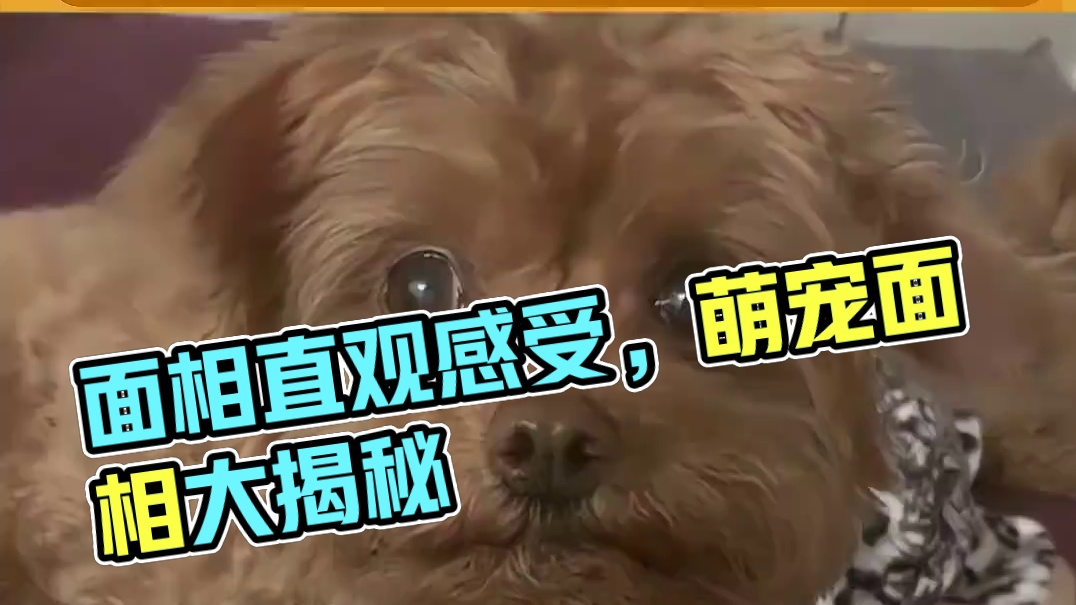 第一次这么直观地感受到面相的好坏#娱乐评论大赏 #萌宠出道计划