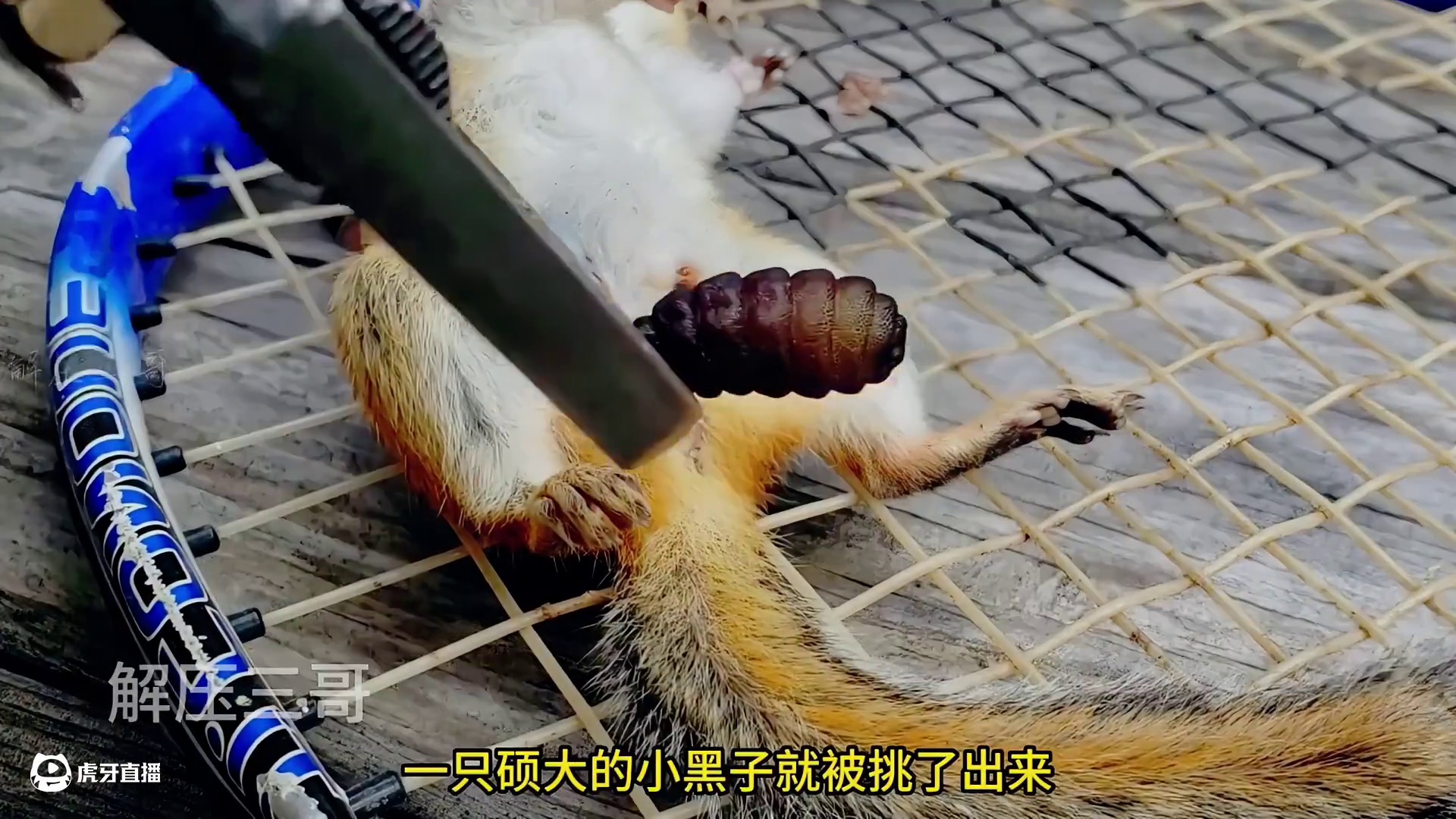 寄生狂魔一来，牛蹄都要靠边散开#解压 #修蹄 #助眠 #强迫症 #治愈系