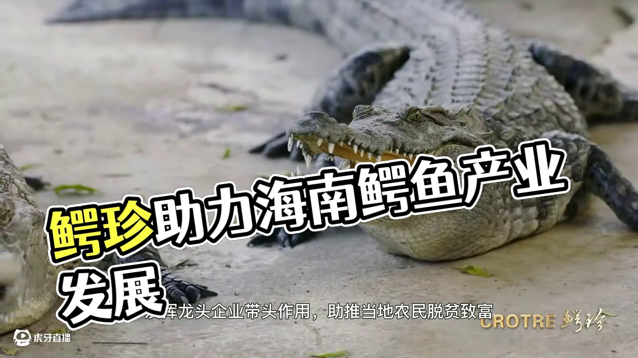 鳄珍积极响应海南国际自贸港建设和乡村产业振兴的号召 #鳄珍 #鳄鱼