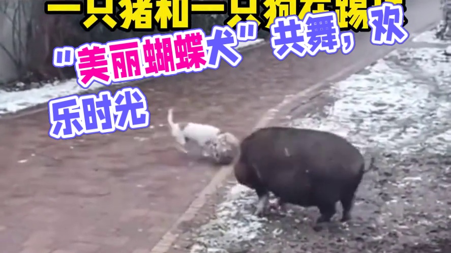 “猪朋狗友”在一起玩得很好~#萌宠